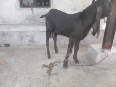 black ambarsari Eid ka Lea bhot acha hai