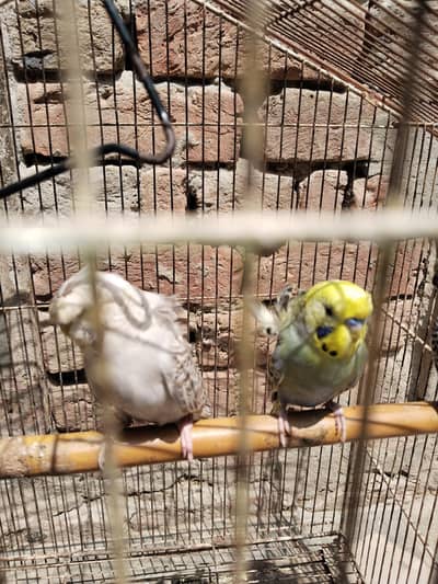 nail tail fly ok hai bredar pair hai