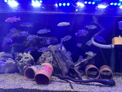 Premium Aquarium with big Sump system all Media ready to use