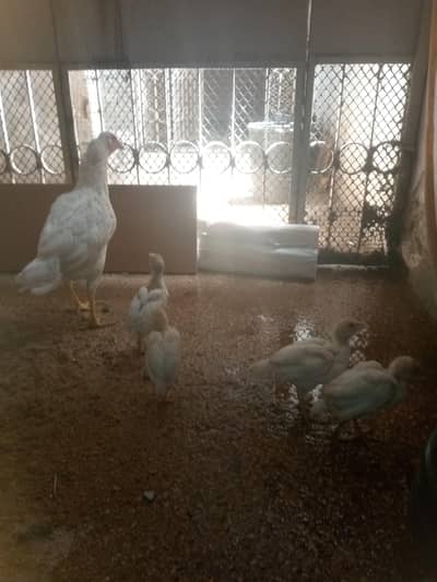 heera aseel hen and chicks