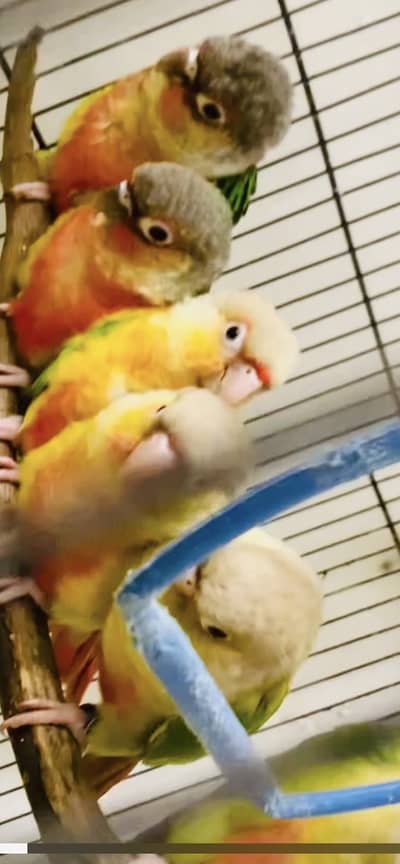 Pineapple conure and green chicks