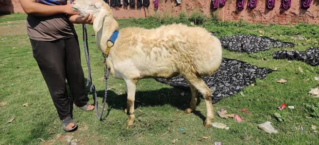 pure white kaka bacha for sale heavy weight