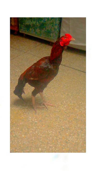 Pakistani sindhi Lakha Aseel Patha