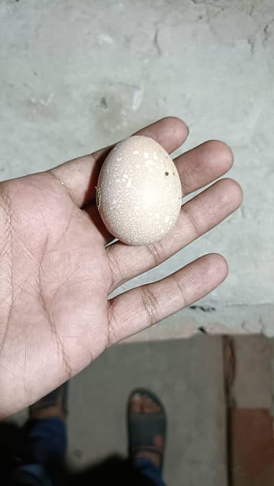 fertail eggs available every breed
