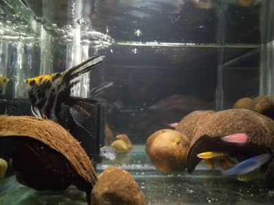 Established Glass Aquarium with beautiful tropical fishes