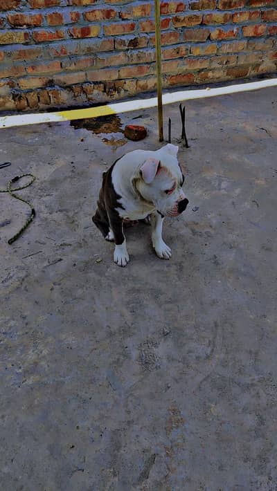 American bully pitbull dog urgent sale