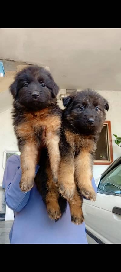 German puppy long cot