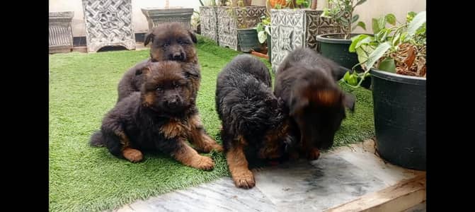 German puppy long cot