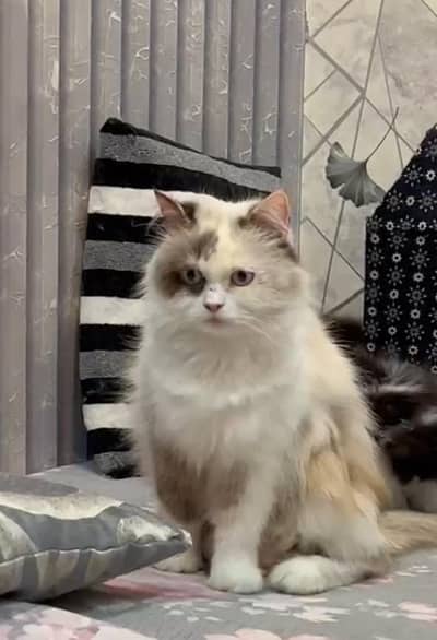 pregnant cat for sale mate for imported bloodline mail