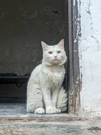 Persian , Turkish Angora Cat