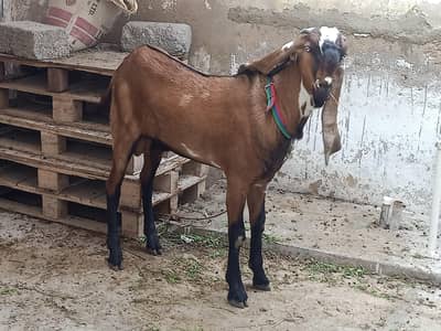 Beetal Bakra goat qurbani 2026