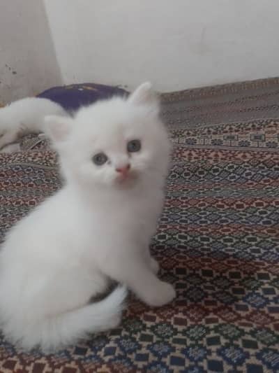 pairsian helthy and active triple coted kitten for sale
