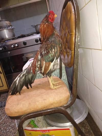 Amroaha Blood line for Sale