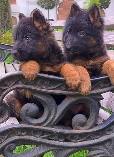 top quality German Shepherd puppies for sale