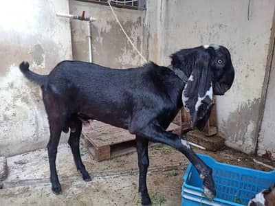 beetal Bakra qurbani 2026