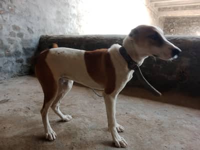 King alabi pair for sale or change  other bread