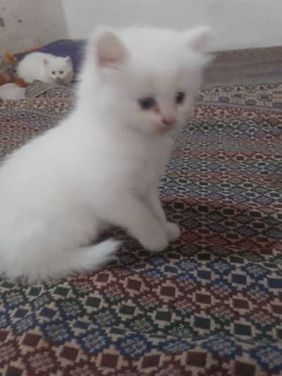 pairsian helthy and active triple coted kitten for sale