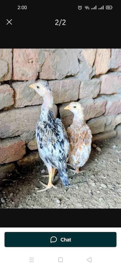 whatsapp number par rabta kara