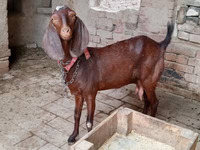 bakri nagra print