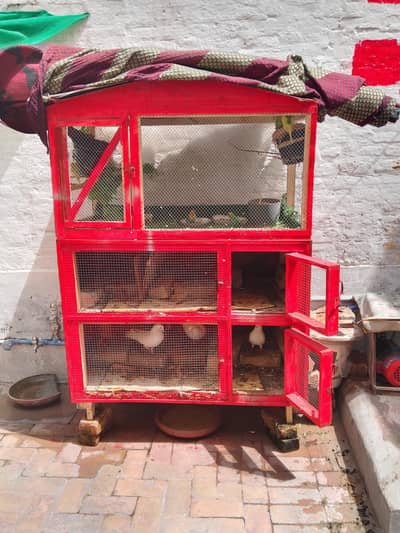 love birds 6 anday 4 dosray totay aur ye sab gamlay urgent sale kerna