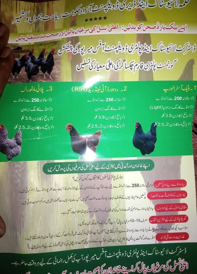 Australorp hens pair | RIR hens  | playmouth rock for sale | murgya