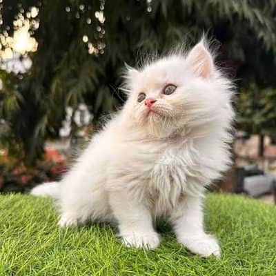 PLAYFUL PERSIAN KITTENS. . . . ALL COLORS