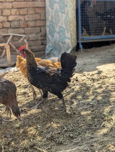 3 murgiya for sale reasonable price