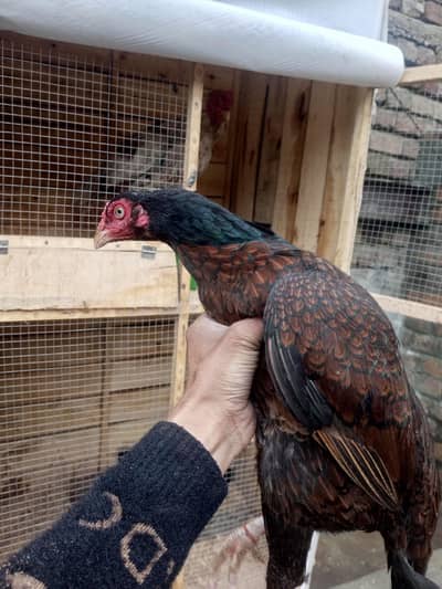 aseel madi for sale , high quality munasib price