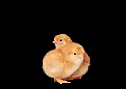 sarhad cage and birds shop