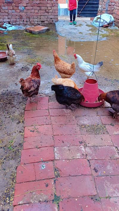 mashlallha andy dati ha sabi