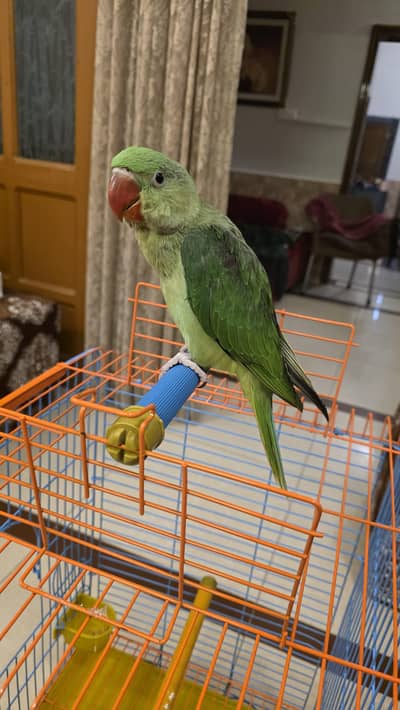 Raw parrot with Cage