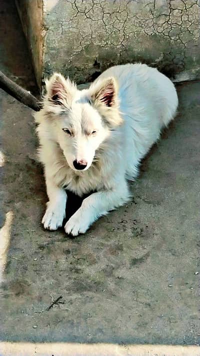 Russian Male Adult Dog