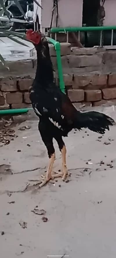 aseel Pakistani patha