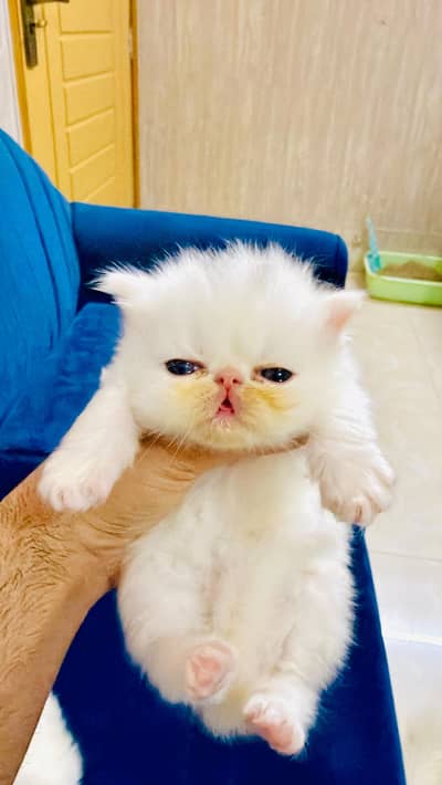 Piki peke peki kittens