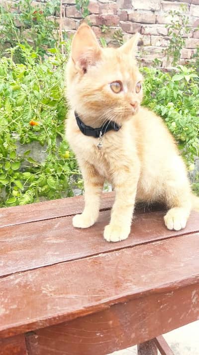 5 month Male cat, brown colour, single cot hair length.