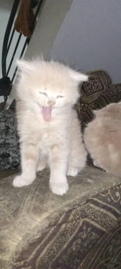 punch face Persian kittens for sale