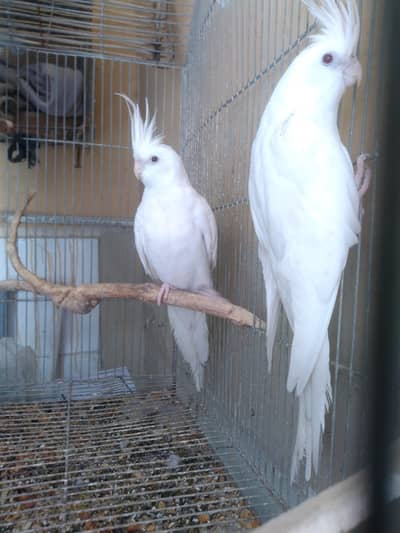 Eno cockatiel red eye ( ready to breed females and chicks) available