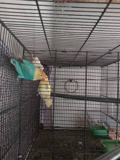 love birds for sale 03037628733