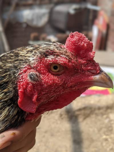 aseel pair 0321-59-96-905