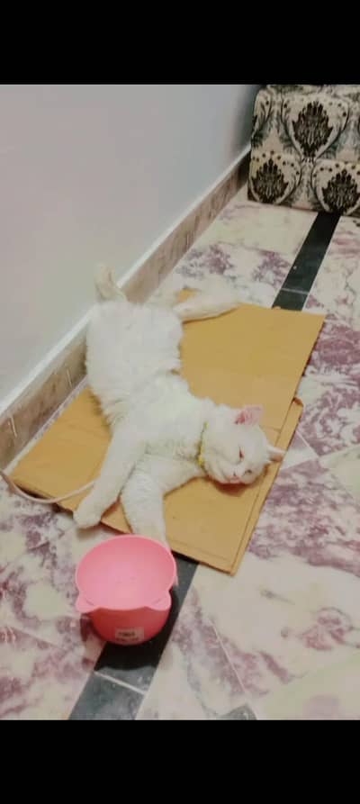 Healthy persian cat Male