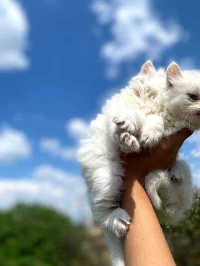 4 kitten's available for sale