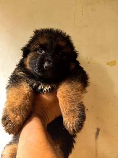 pink pedigree German Shepherd FCI bloodline pup 03014615555