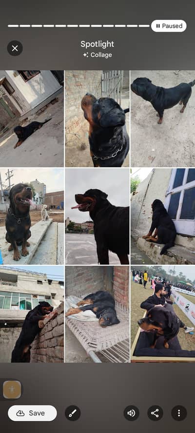 only for cross rottweiler champion 4 time   dog