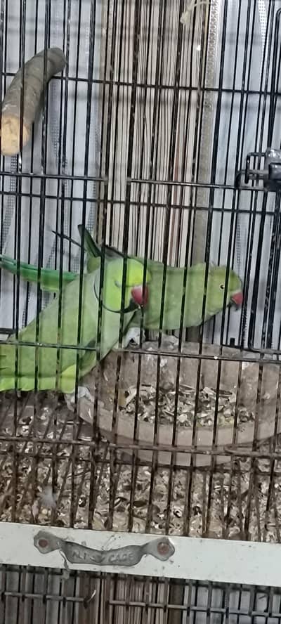 dove and green parrot