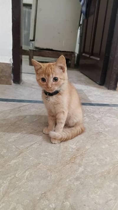 5 month Male cat, brown colour, single cot hair length.