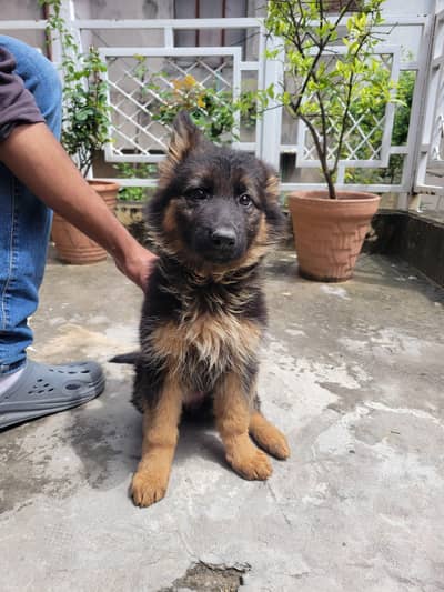 German shepherd female puppy, Good in all points