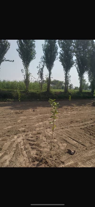 160 Kanal Agricultural Land For Sale 3 Side Open 5000 Feet Front In Roads