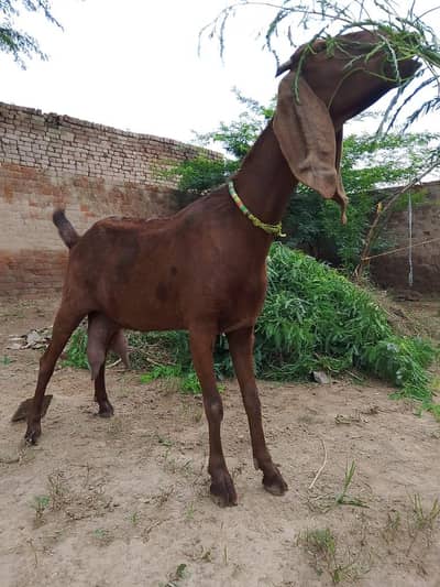 doodh wali bakri 6dant