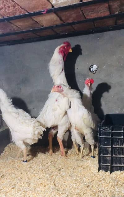 aseel shamo | shamo | white shamo | king size | german shamo chicks