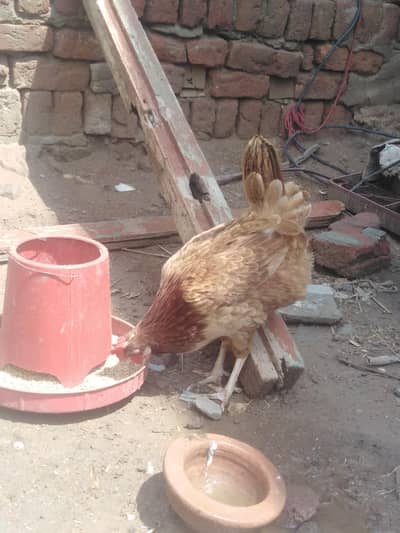 Full active desi murge